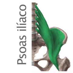 Músculo Psoas Ilíaco