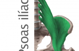 Músculo Psoas Ilíaco