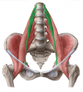 psoas-menor