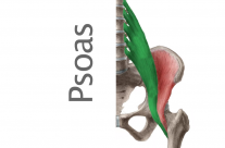 Músculo Psoas