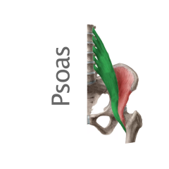 Músculo Psoas