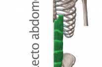 Músculo Recto del Abdomen