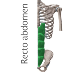 Músculo Recto del Abdomen