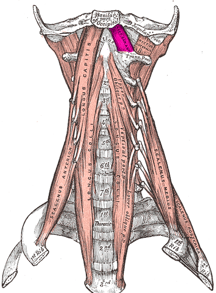 recto-anterior-cabeza