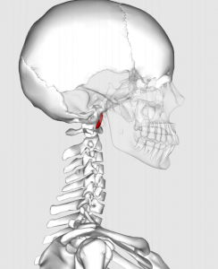 recto-anterior-mayor-cabeza