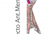 Musculo Recto Anterior Menor