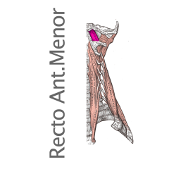 Musculo Recto Anterior Menor