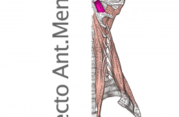 Musculo Recto Anterior Menor