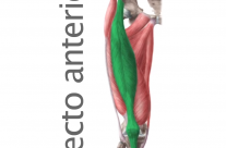 Musculo Recto Anterior
