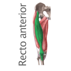 Musculo Recto Anterior