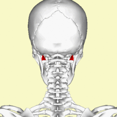 Animación recto lateral de la cabeza