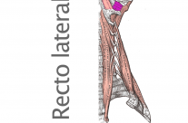 Músculo Recto Lateral