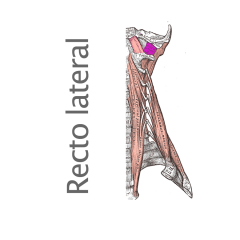 Músculo Recto Lateral