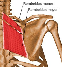 rhomboids2