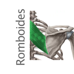 Músculo Romboides menor y mayor