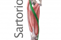 Músculo Sartorio