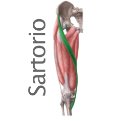 Músculo Sartorio