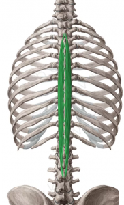 semiespinoso-dorsal