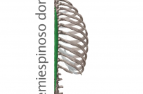 Músculo Semiespinoso Dorsal