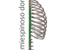 Músculo Semiespinoso Dorsal