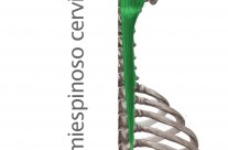 Músculo Semiespinoso Cervical o Complexo Mayor