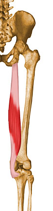 semimembranosus