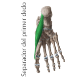 Músculo separador del primer dedo