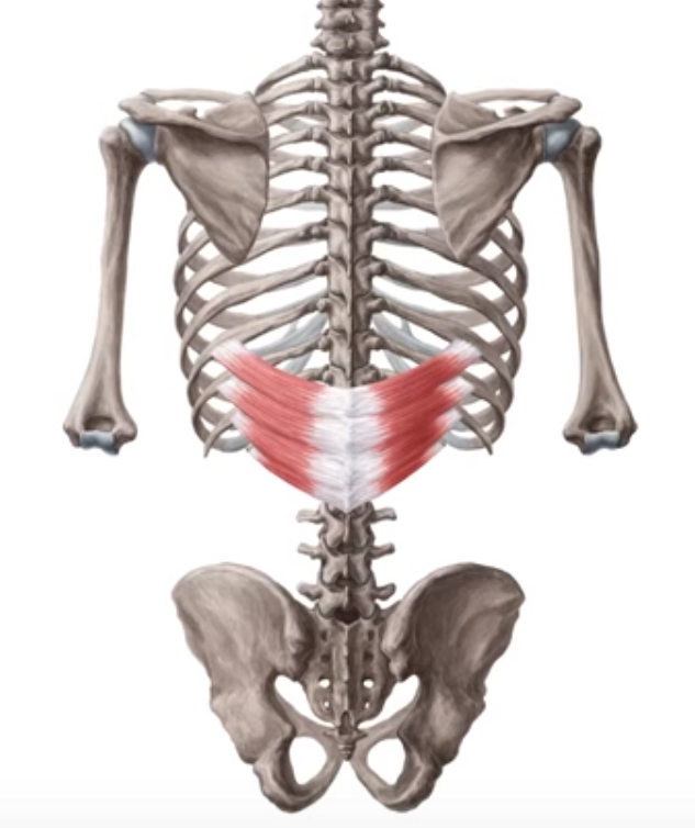 serrato-posterior-inferior