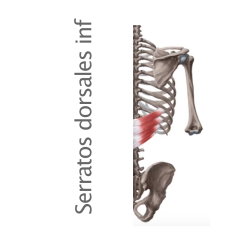 Músculos serratos dorsales inferiores