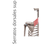 Músculos: Serratos dorsales superiores