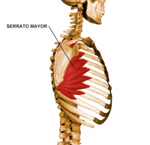serratus-anterior