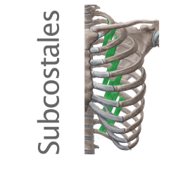 Músculos subcostales