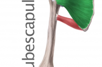 Músculo Subescapular