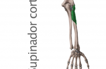 Músculo Supinador Corto