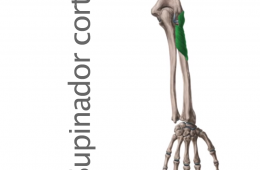 Músculo Supinador Corto