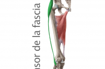 Músculo Tensor de la Fáscia lata