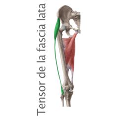 Músculo Tensor de la Fáscia lata