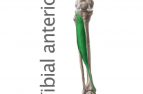 Músculo Tibial Anterior