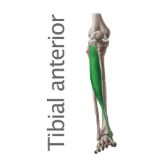 Músculo Tibial Anterior