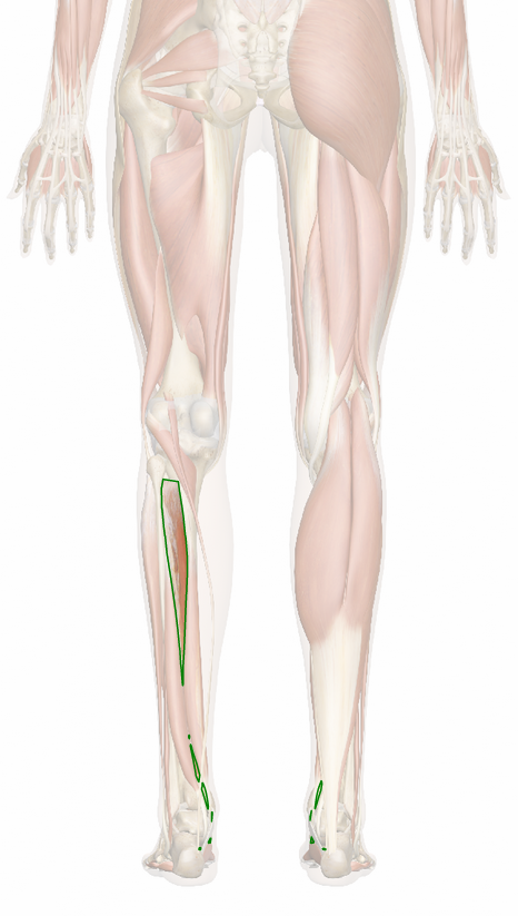 Vista 3 Tibial anterior