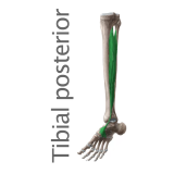 Músculo Tibial posterior