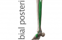 Músculo Tibial posterior