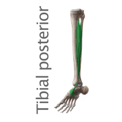Músculo Tibial posterior