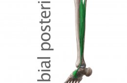 Músculo Tibial posterior