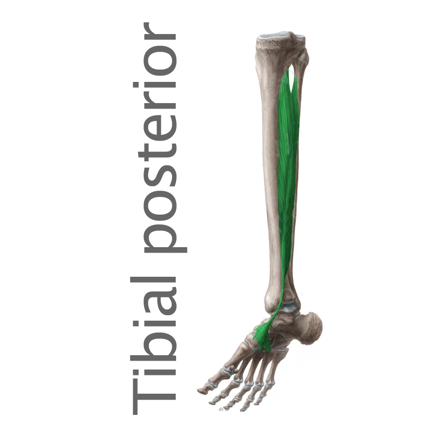 Posterior Tibial Muscle