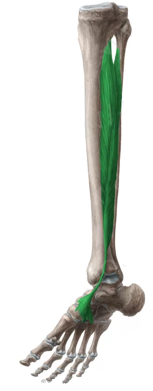 Vista 2 Tibial posterior