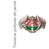 Músculo Transverso Profundo del Periné