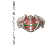 Músculo Transverso Superficial del Periné