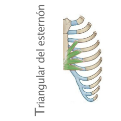 Músculo triangular del esternón