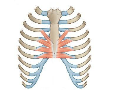 Vista 2 Triangular del esternon